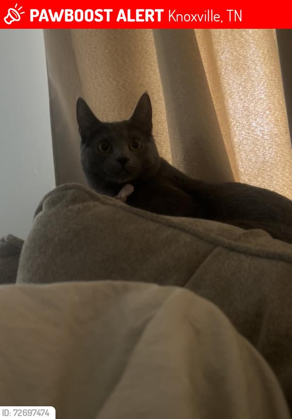 Lost Female Cat last seen Clinton highway , Knoxville, TN 37912