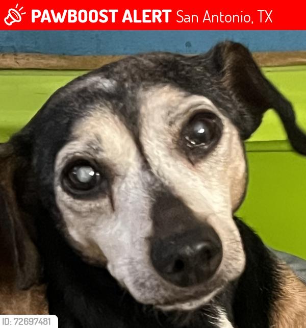 Lost Female Dog last seen Bluffestates and Walker Ranch, San Antonio, TX 78216
