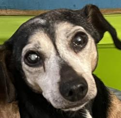 Lost Female Dog last seen Bluffestates and Walker Ranch, San Antonio, TX 78216