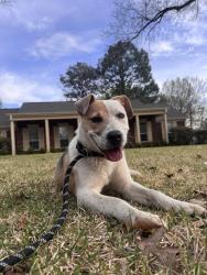 Found/Stray Male Dog last seen Burt Cove, Memphis, TN 38119