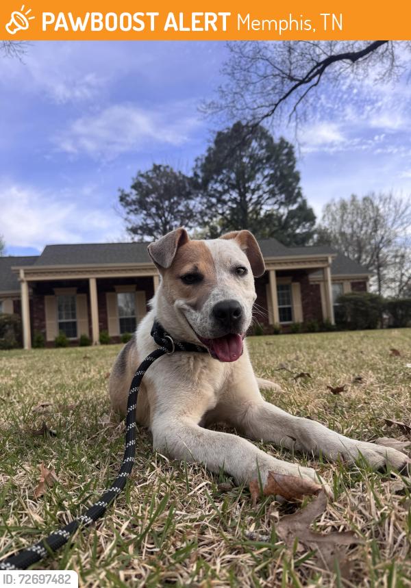 Found/Stray Male Dog last seen Burt Cove, Memphis, TN 38119