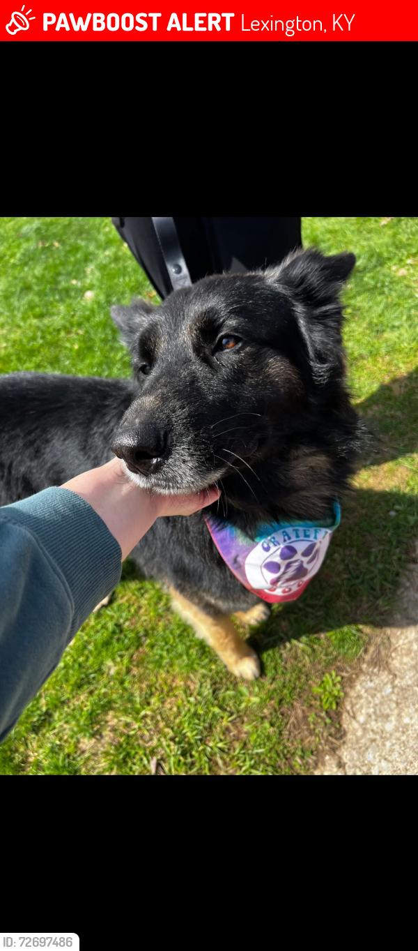 Lost Male Dog last seen Near Elora Ln, Lexington, KY 40515