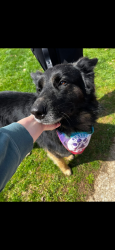 Lost Male Dog last seen Near Elora Ln, Lexington, KY 40515