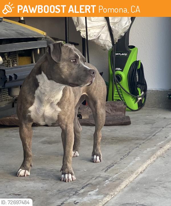 Found/Stray Female Dog last seen Grand park Pomona , Pomona, CA 91766