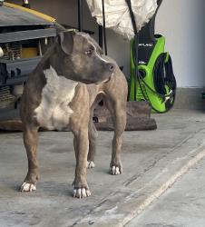 Found/Stray Female Dog last seen Grand park Pomona , Pomona, CA 91766