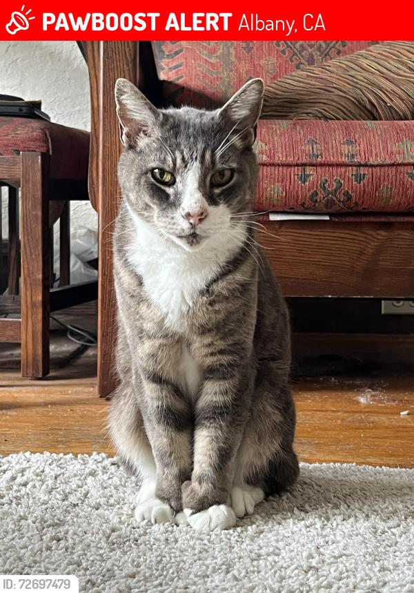 Lost Male Cat last seen Curtis and Solano, Albany, CA 94706