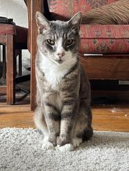 Lost Male Cat last seen Curtis and Solano, Albany, CA 94706