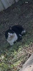 Found/Stray Male Cat last seen Silver spring shores , Ocala, FL 34472