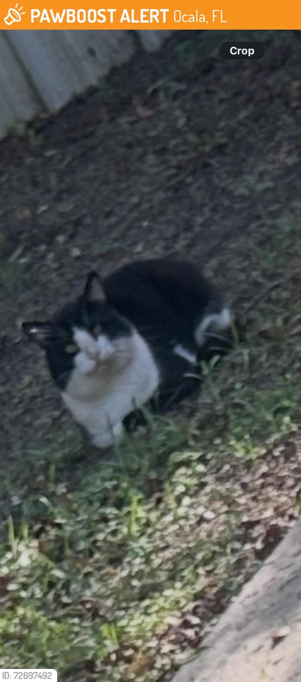 Found/Stray Male Cat last seen Silver spring shores , Ocala, FL 34472