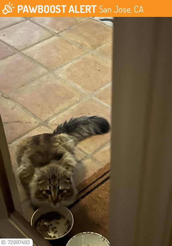 Found/Stray Unknown Cat last seen Between Park Avenue and The Alameda , San Jose, CA 95126