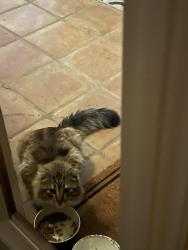 Found/Stray Unknown Cat last seen Between Park Avenue and The Alameda , San Jose, CA 95126