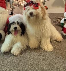 Lost Male Dog last seen Near East 150 South , cerca de la iglesia y del parque , Layton, UT 84041