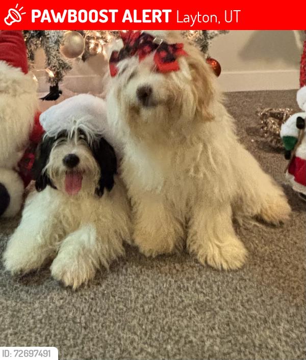 Lost Male Dog last seen Near East 150 South , cerca de la iglesia y del parque , Layton, UT 84041