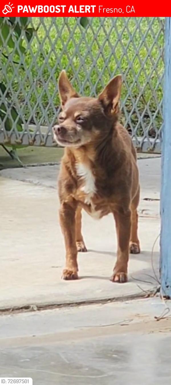 Lost Female Dog last seen Palm st, van nes area, Fresno, CA 93726