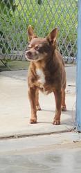 Lost Female Dog last seen Palm st, van nes area, Fresno, CA 93726