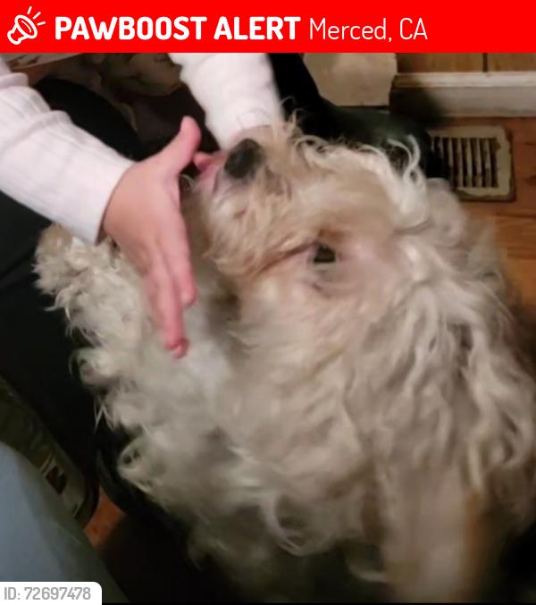 Lost Female Dog last seen Ashby,  Meadowbrook, Beachwood area, Merced, CA 95348
