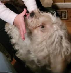 Lost Female Dog last seen Ashby,  Meadowbrook, Beachwood area, Merced, CA 95348