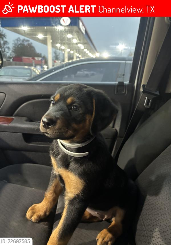 Lost Female Dog last seen N Brentwood st & Dale Dell, Channelview TX 77530, Channelview, TX 77530