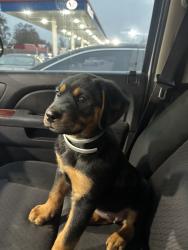 Lost Female Dog last seen N Brentwood st & Dale Dell, Channelview TX 77530, Channelview, TX 77530
