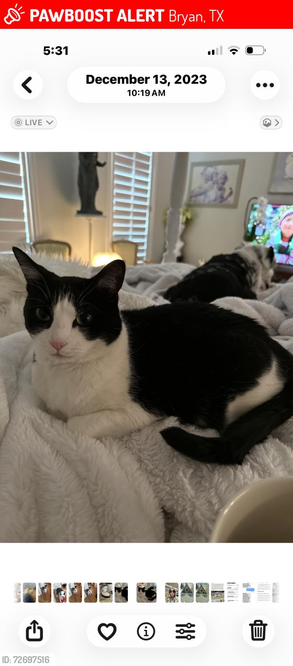 Lost Female Cat last seen Miramont, Bryan, TX 77802