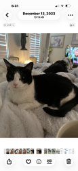 Lost Female Cat last seen Miramont, Bryan, TX 77802