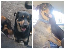 Lost Male Dog last seen South latah Creek rd, Spokane County, WA 99036