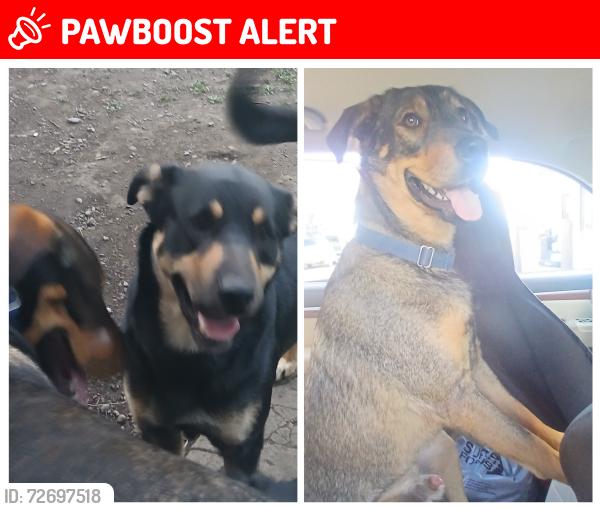 Lost Male Dog last seen South latah Creek rd, Spokane County, WA 99036