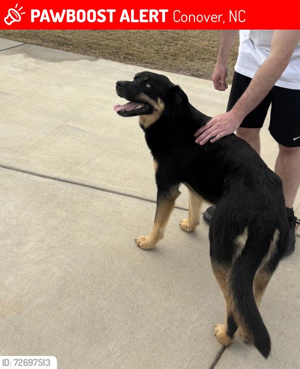 Lost Unknown Dog last seen Cline Village, Conover, NC 28613