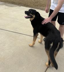 Lost Unknown Dog last seen Cline Village, Conover, NC 28613
