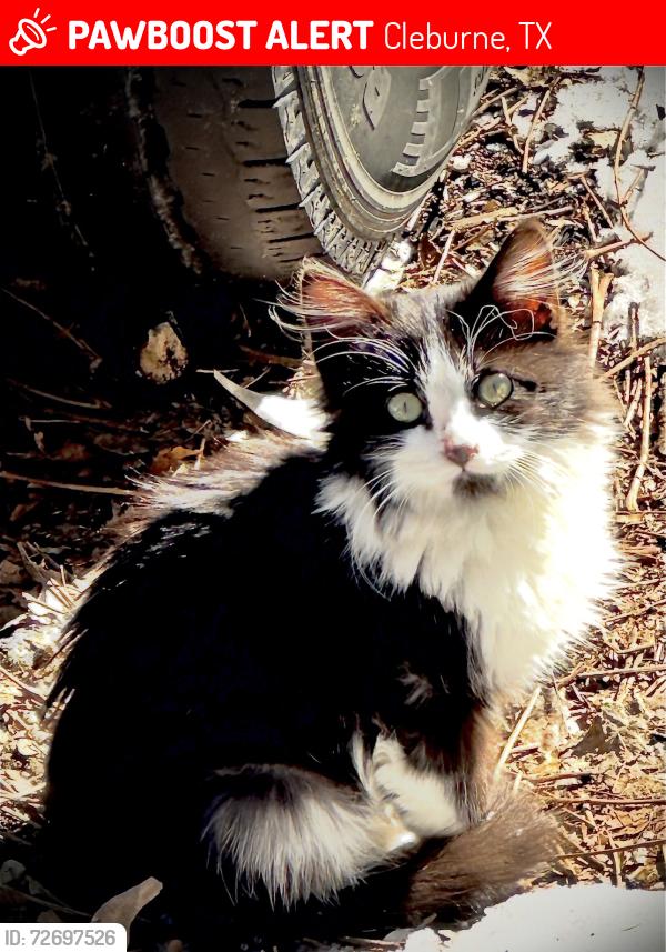 Lost Male Cat last seen Royal and Dewey , Cleburne, TX 76031