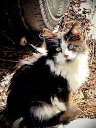 Lost Male Cat last seen Royal and Dewey , Cleburne, TX 76031