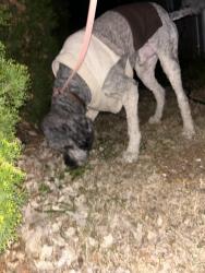 Found/Stray Male Dog last seen Near Coda apmts , Nashville, TN 37203