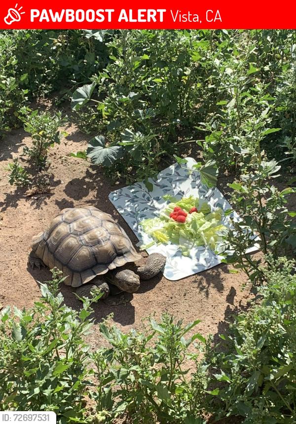 Lost Male Reptile last seen Right across from the Mediterranean place with the lights , Vista, CA 92084