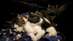 Found/Stray Unknown Cat last seen Alamance church road walmart , Greensboro, NC 27401
