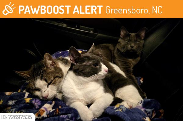 Found/Stray Unknown Cat last seen Alamance church road walmart , Greensboro, NC 27401