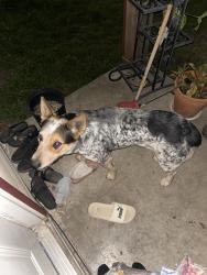 Found/Stray Male Dog last seen Meadowbrook area, Fort Worth, TX 76103