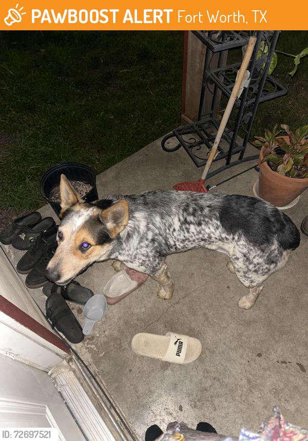Found/Stray Male Dog last seen Meadowbrook area, Fort Worth, TX 76103