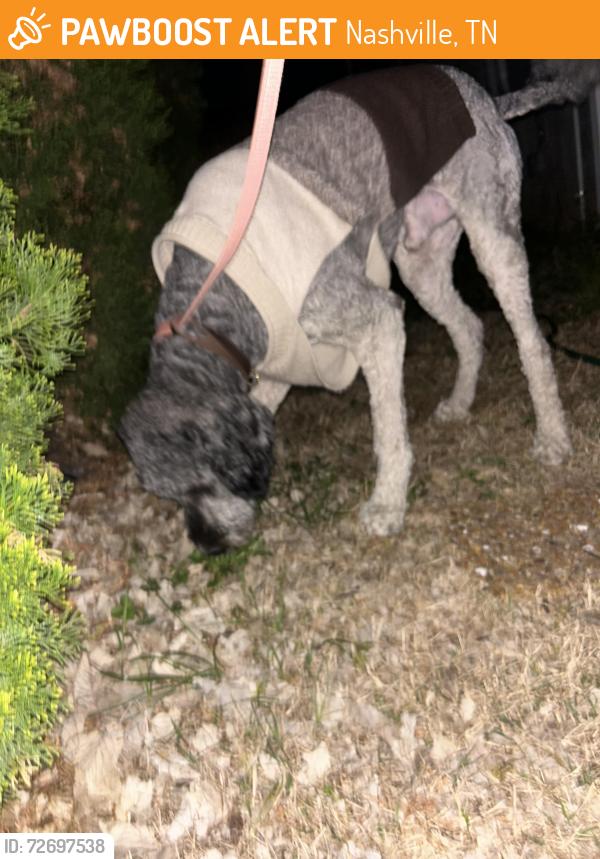 Found/Stray Male Dog last seen Near Coda apmts on Wedgewood ave , Nashville, TN 37203