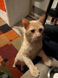 Found/Stray Male Cat last seen Fremont and Lowry, Minneapolis, MN 55412