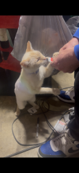 Lost Female Cat last seen Rockybrook Drive, Columbus, GA 31904