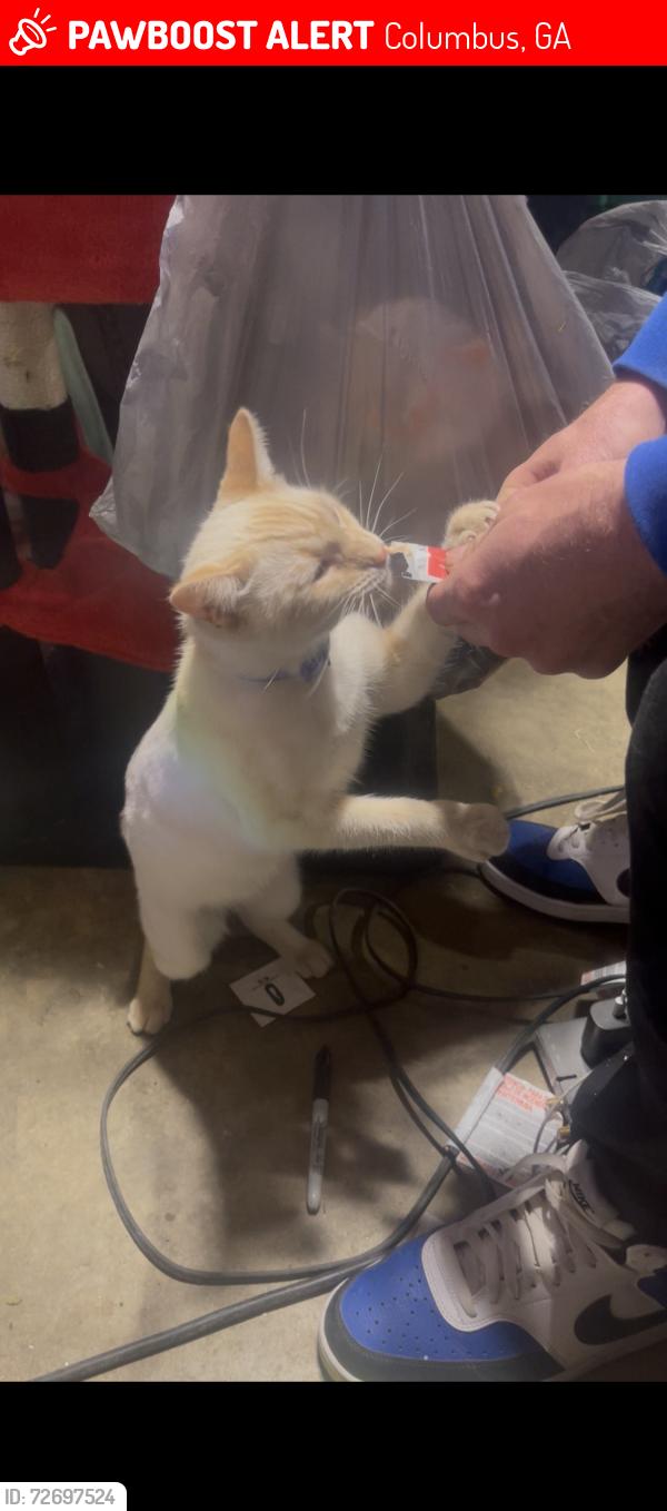 Lost Female Cat last seen Rockybrook Drive, Columbus, GA 31904