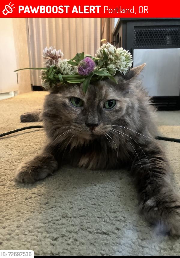 Lost Female Cat last seen 72nd and Lombard , Portland, OR 97225