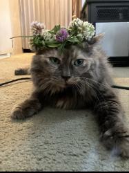Lost Female Cat last seen 72nd and Lombard , Portland, OR 97225