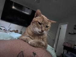 Lost Male Cat last seen Cleveland & 26th st, Hollywood, FL 33021