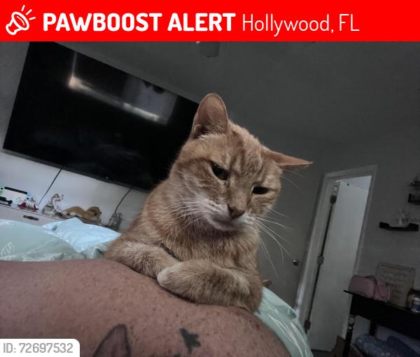 Lost Male Cat last seen Cleveland & 26th st, Hollywood, FL 33021