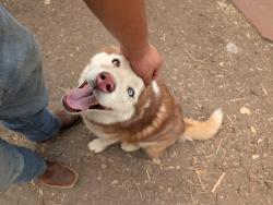 Found/Stray Male Dog last seen Montaño and Edith , Albuquerque, NM 87107