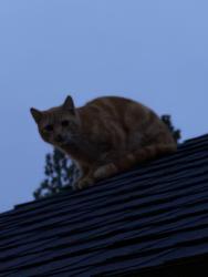Found/Stray Unknown Cat last seen On my roof, Spokane, WA 99205