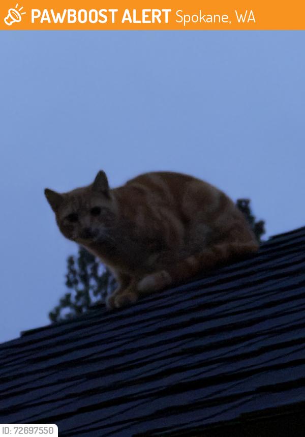 Found/Stray Unknown Cat last seen On my roof, Spokane, WA 99205