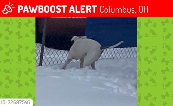 Lost Male Dog last seen Near Clearwater Dr Columbus, OH  43232 United States, Columbus, OH 43232