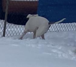 Lost Male Dog last seen Near Clearwater Dr Columbus, OH  43232 United States, Columbus, OH 43232